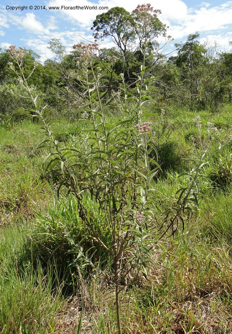 Eupatorium multicrenulatum, Stevens, W. D 31123, Amambay, 16 Mar 2011 1678 (2).JPG