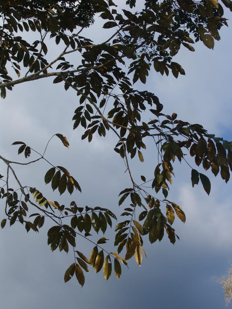 Zanthoxylum, DNeill15865--Ecuador. Zam. Ch. Rio Wawaime Val. 19 Sep 07. 046.jpg