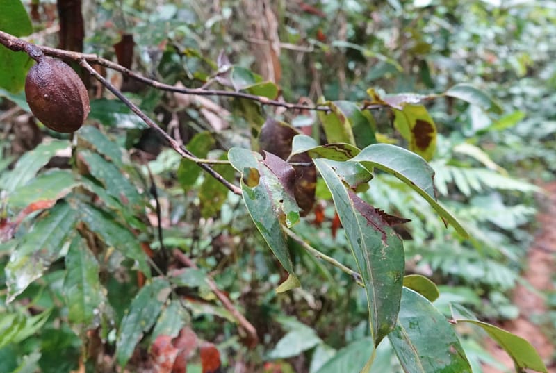 Staudtia gabonensis, C. Davidson 13939--Gabon. Maurel & Prom Oil Rd. 2 Nov. 2018. DSC01376 (258).JPG