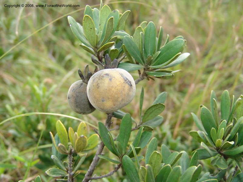 Diospyros dichrophylla--So.Africa. E. Cape. Waringham Farm, Quanti Area, Stut. 8 Mch 05. 361.jpg