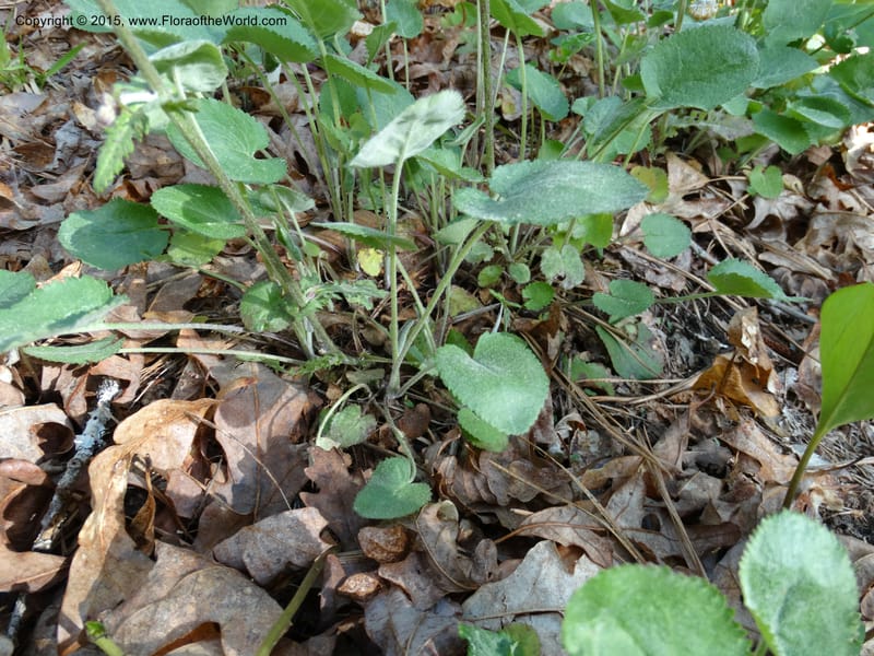 Packera serpenticola, Davidson, C 12974--No. Carolina. Clay Co. Buck Cr. 13 May 2015. DSC04619 (47).JPG