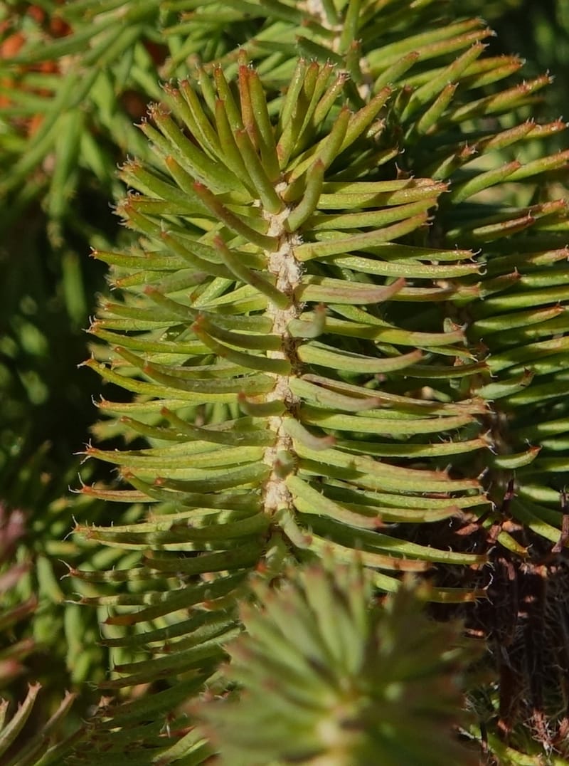 Darwinia, Davidson, C 13419A--Australia. W.A. Tootbardie Rd.-Coorow Rd. 23 Oct 2016. DSC04758 (31).JPG