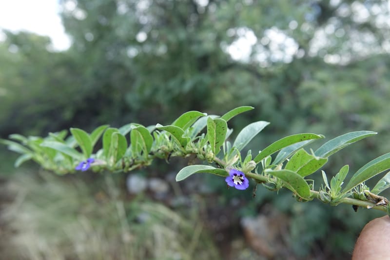 Aptosemum decumbens, L. Nanyeni 1279--Namibia. Hwy C 42 to Grootfontein. Odom 0. 30 Mar 2018. DSC04552 (13).JPG