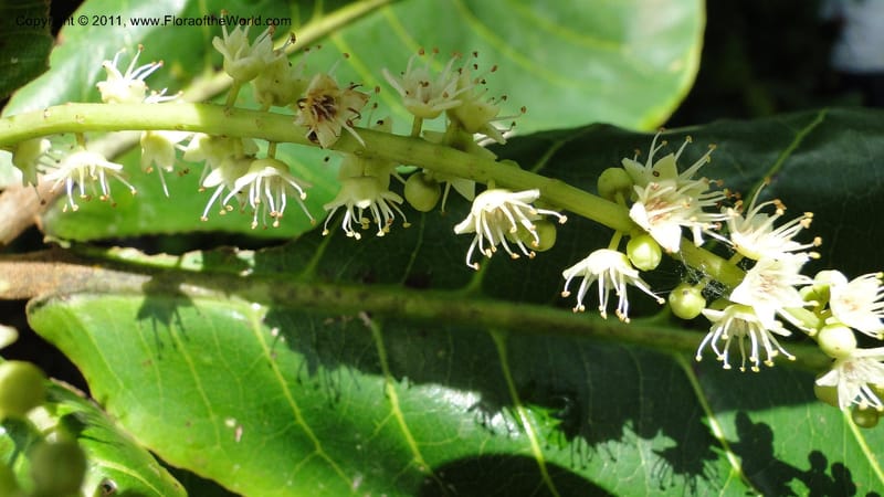 Terminalia, Gereau 7171--Tanzania. Beach near Bagamoyo Country Club. 8 May 2010. 209 (83).jpg