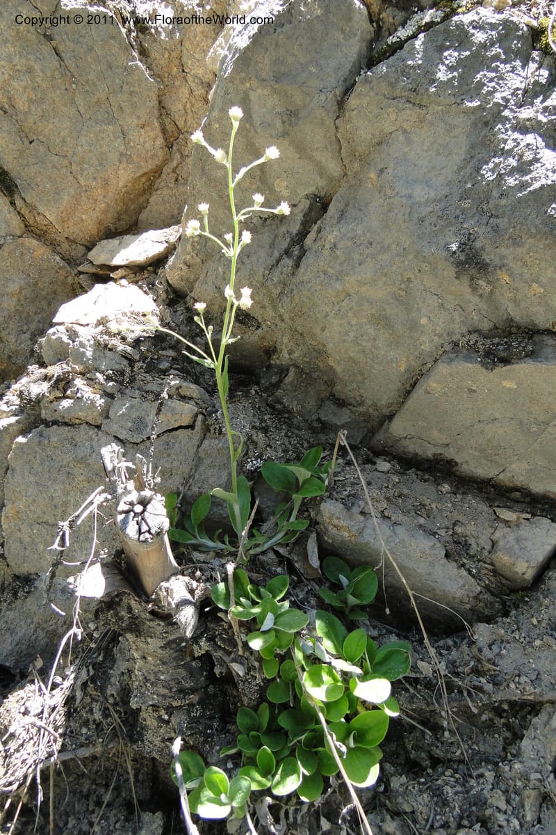 Antennaria racemosa, Davidson, C 11875--Idaho. Idaho Co. Warren Wagon Rd. 8 July 2011. 167 (12).jpg