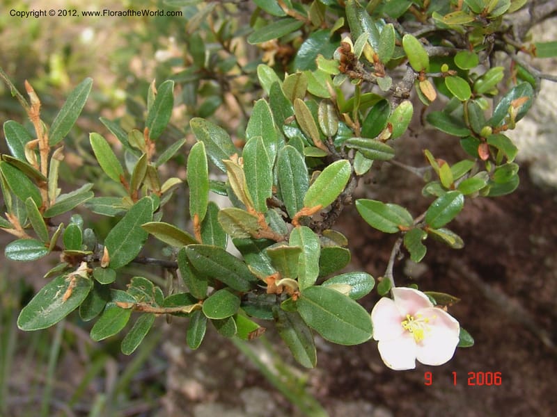 Sarcolaena sp. unk., Not  collected-Madagascar. 9 Jan 2006 052 (1).jpg