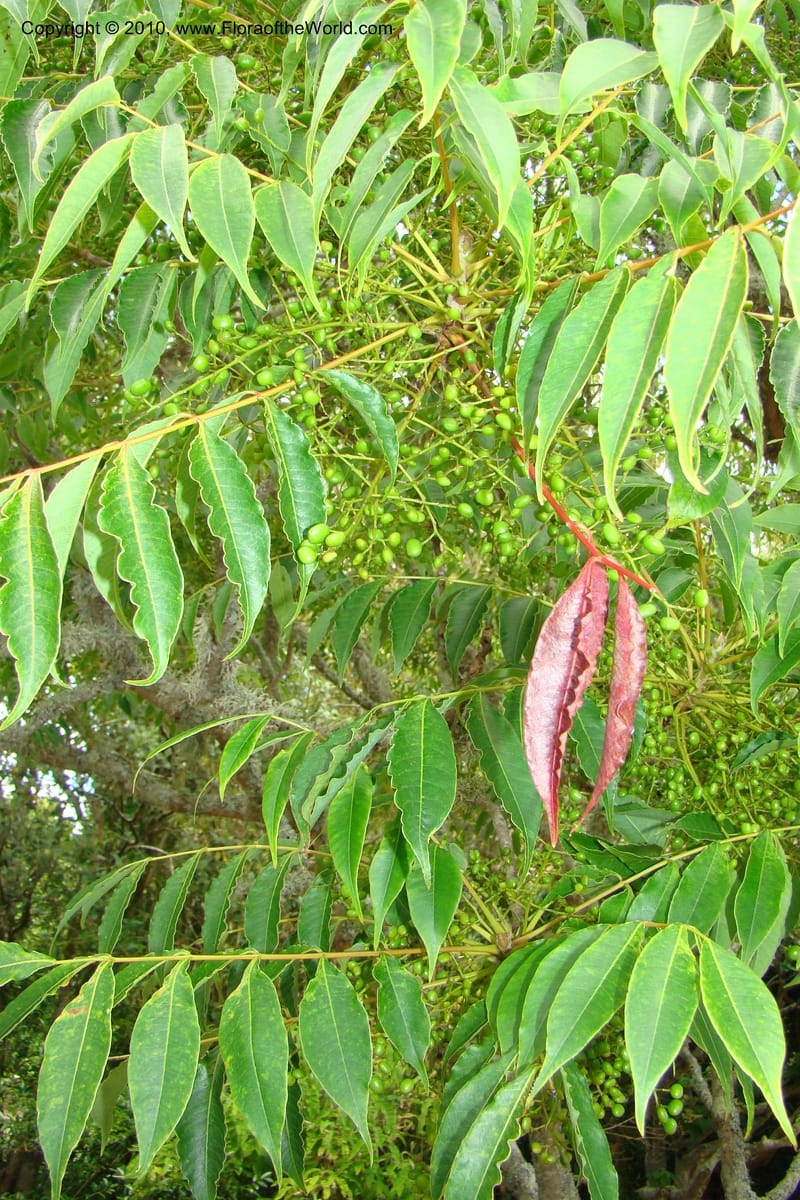 Rhus aromatica--New Zealand. N. Island. Hamillton Garden. 15 Jan 2010. 310 (4).jpg