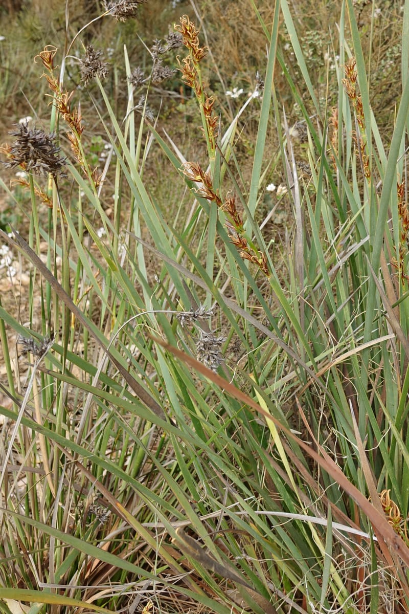 Anarthria scabra, Davidson, C 13484--Australia. W.A. Gull Rock Rd. 29 Oct 2016. DSC06220 (55).JPG
