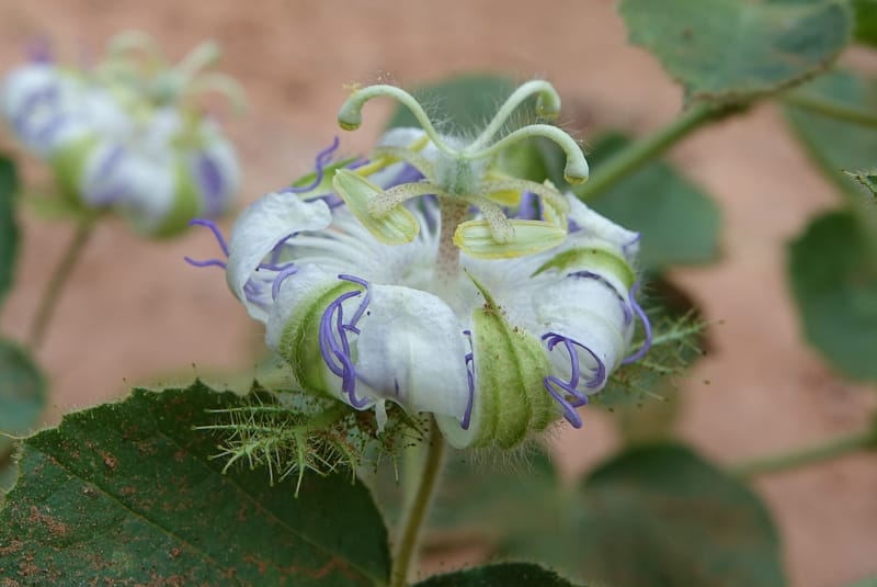 Passiflora foetida, Fortunato 13198--Argentina. Hwy 150 S of San Augustin. 9 Feb 2018. DSC09845 (3).JPG