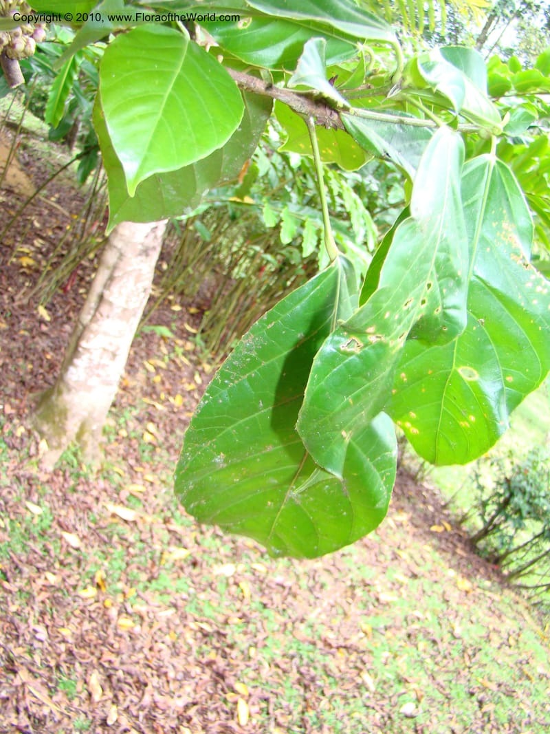 Dendropanax, B. Hammel 24708--Costa Rica. Prov. Limon. Selva Bananito Lodge. 13 Apr 08. 276 (7).jpg