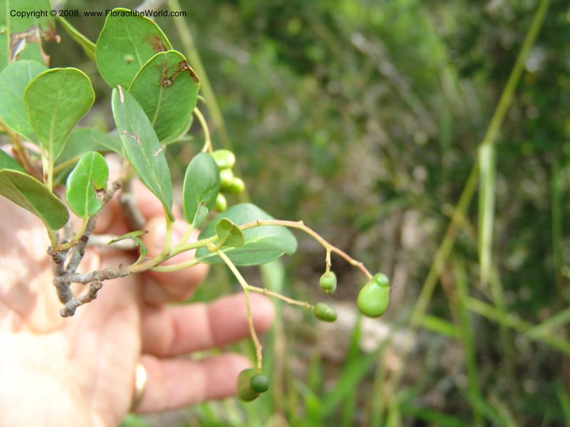 Apodytes dimidiata--So.Africa. E. Cape. Uitenhage Nat. Res. 6 Mch 05. 075.jpg