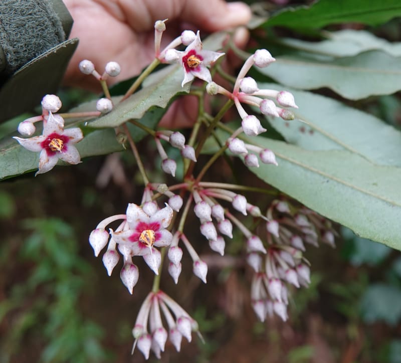Ardisia virens, D. Boufford 44152--China. Yunnan. Bam Po village. 5 May 2018. DSC02406 (234).JPG