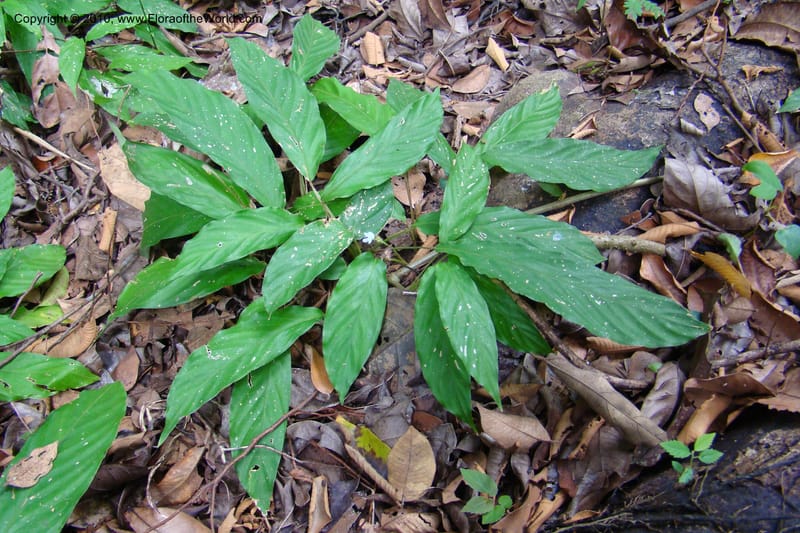 Calathea, R. Vasquez 34624--Peru. Loreto. Dist. Nauta. Pac. Samiria. Rio Yanayacu. 7 Nov 08. 259.jpg