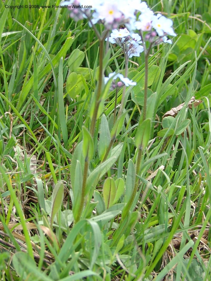 Myosotis alpestris--Georgia. Kazbeki . Trail-road to Sameba Church. 2 Jun 05. 530.jpg