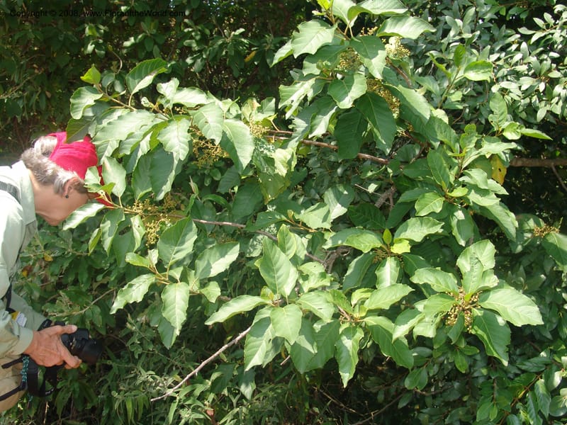 Maesa lanceolata--So.Africa. Mpumal. Buffelskloof Private Nat. Res. 17 Mch 05. 021.jpg