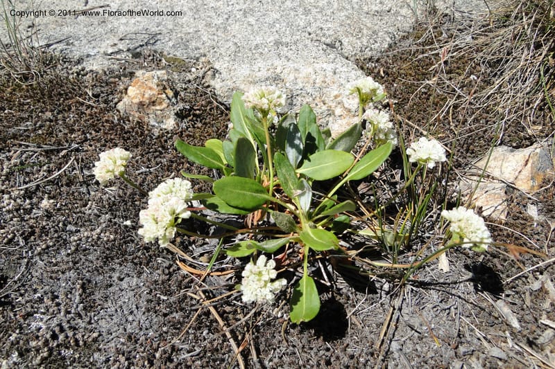 Eriogonum pyrolaefolium var. coyphaeum, Davidson, C 11893--ID. Valley Co. Lick Creek Rd. 12 Aug 2011. 001 (15).jpg