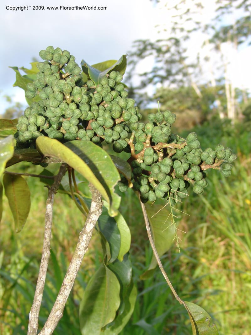 Zanthoxylum, DNeill15865--Ecuador. Zam. Ch. Rio Wawaime Val. 19 Sep 07. 061.jpg