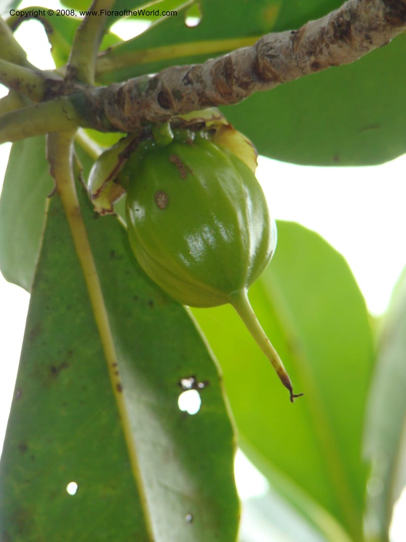 Strasburgeria robusta, JMunzinger4877--New Caledonia. Monts Dzumac. 20 Nov 07. 129.jpg