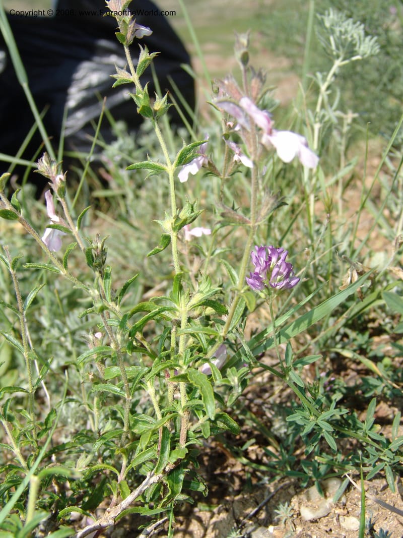 Stachys fruticulosa--Georgia. Gareji Monastery complex, Gareji Steppe. 9  Jun 05. 072.jpg