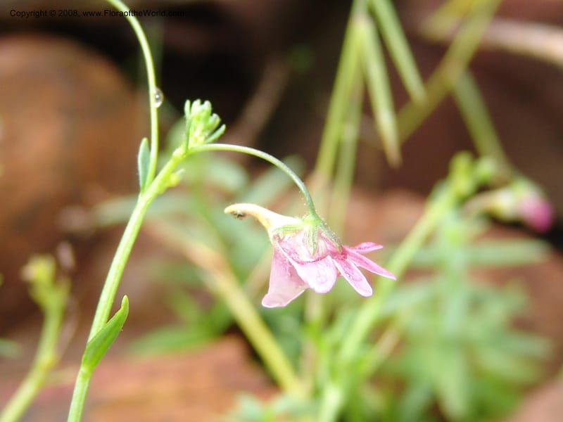 Nemesia fruticans--So.Africa. Mpmal. R37 to Lydenburg. 16 Mch 05. 043.jpg