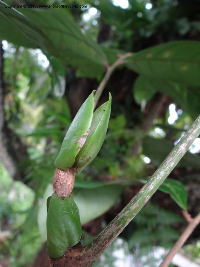 Lepisanthes, Buerki 339--Malaysia, Sabah. Kebun Cina. 12 Apr 2012. DSC08489 (2).JPG