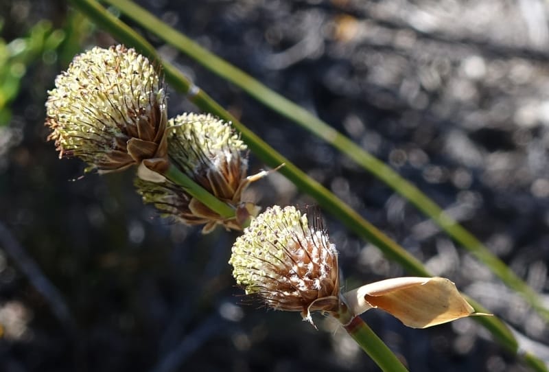 Lepidobolus chaetocephalus, Davidson, C 13414--Australia. Kingia locality. 23 Oct 2016. DSC04566 (180).JPG