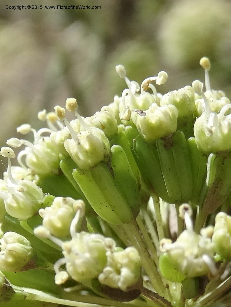 Asteriscium chilensis, Davidson, C 12819--Chile. Ruta J-55 east of Talca. 27 Nov 2014. DSC08479 (54).JPG
