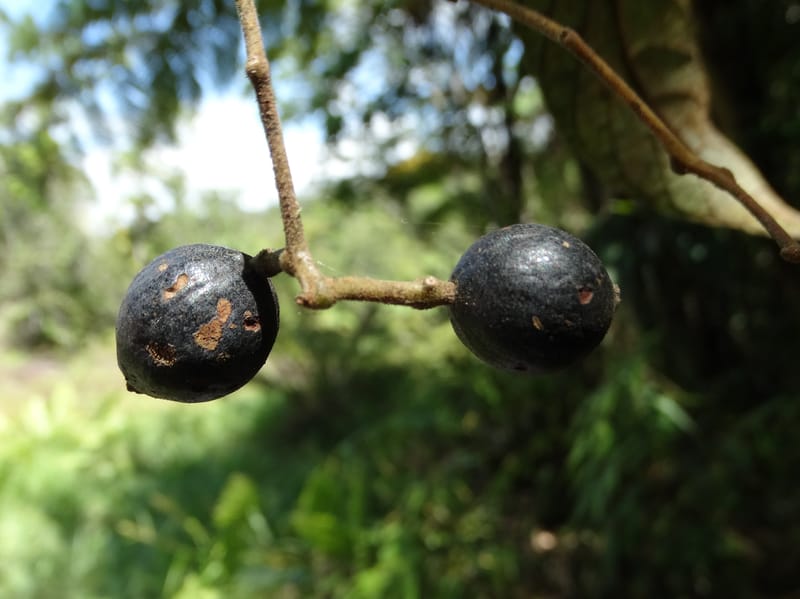 Cryptocarya constricta, Munzinger, J 7371--Fiji. Wailevu Rd. 6 Nov 2015. DSC09846 (12).JPG