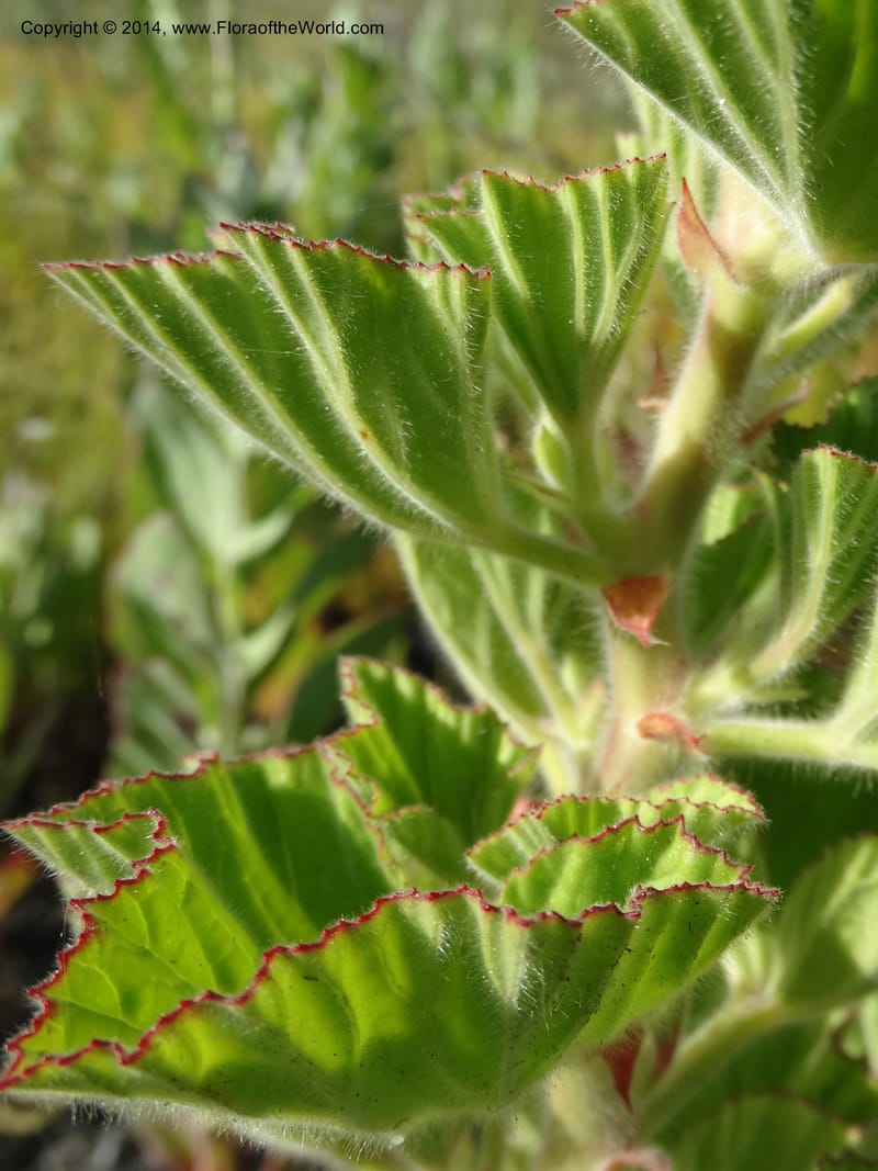Pelargonium cucullatum, Davidson, C 12327--South Africa. Western Cape. E. side, Fernkloof. 24 Jan 2014. DSC01799 (345).JPG
