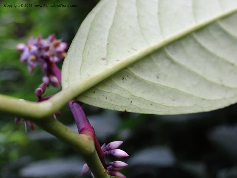 Ardisia, VC 5619--Thailand. Surat Thani Prov. Khlong Phanom Nat. Park. 15 Nov 2012. DSC09389 (260).JPG