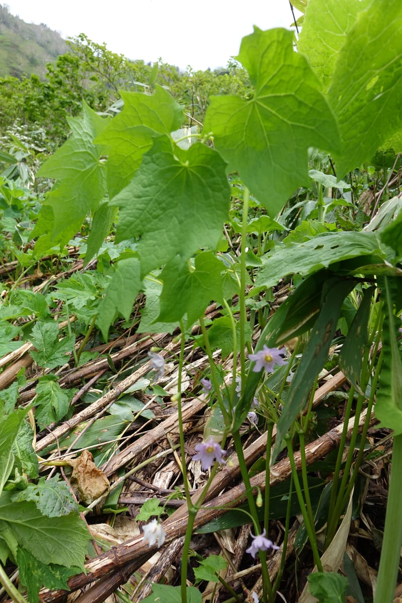 Ranzania japonica--Japan. Myoko Kenmin-no-mori. Hiuchiyama Trial. 27 May 2016.  (159).JPG
