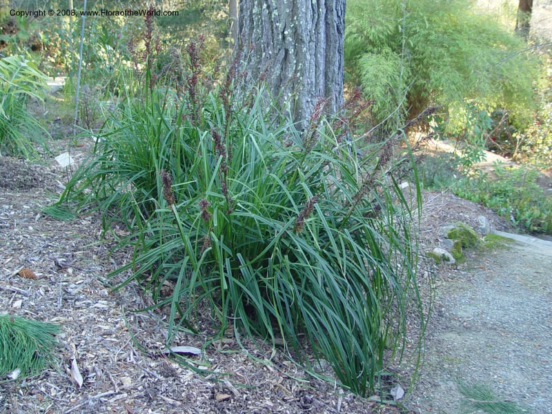 Carex phacota, 2002.0773--CA. UC Berkeley Bot. Gard. 10 Feb 04. 200.jpg