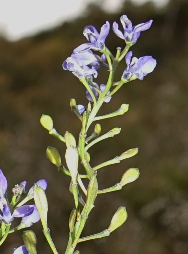 Comesperma volubile, Gray, B 9749--Australia. W. A. S of Sterling Range Rd. on Red Gum Pass Rd. 30 Oct 2016. DSC06952 (29).JPG