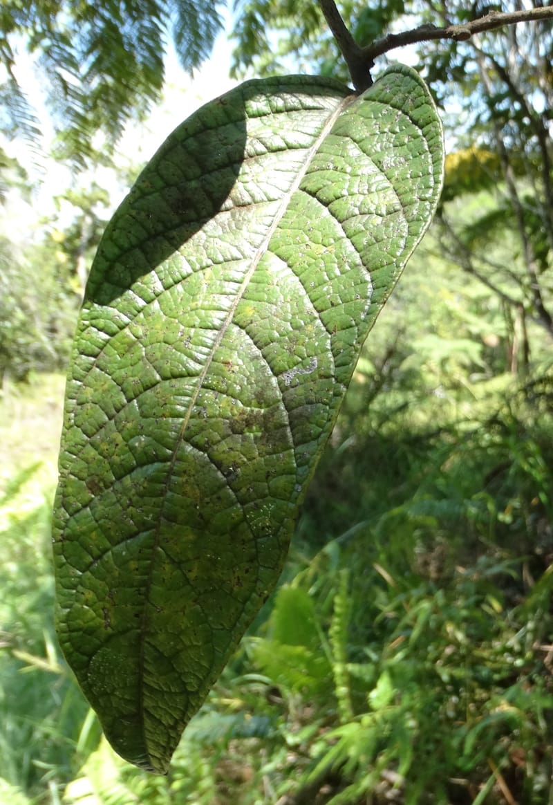 Cryptocarya constricta, Munzinger, J 7371--Fiji. Wailevu Rd. 6 Nov 2015. DSC09846 (1).JPG