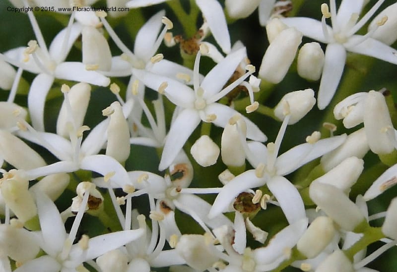 Cornus, Regalado 1829--Viet Nam. O-Quy-Ho Commune. 6 May 2011. 116 (10).jpg