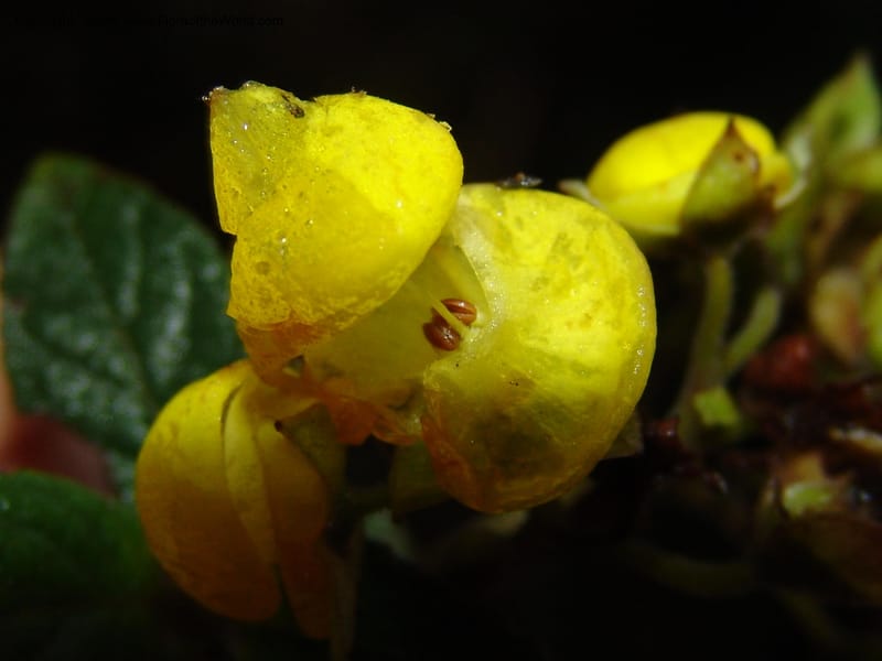 Calceolaria, DNeill16028--Ecuador. Prov. Zam. Ch. Podocarpus N. Pk. 26 Sep 07. 098.jpg