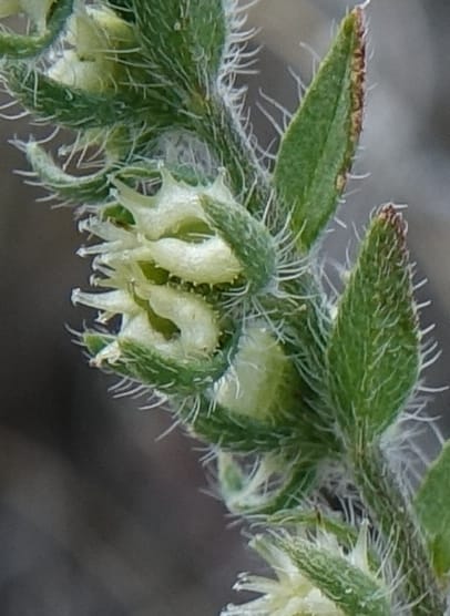Lappula redowskii var. cupulata, C. Davidson 13659--ID. Hwy 22 W of Dubois. 17 Jun 2017. DSC02303 (103).JPG