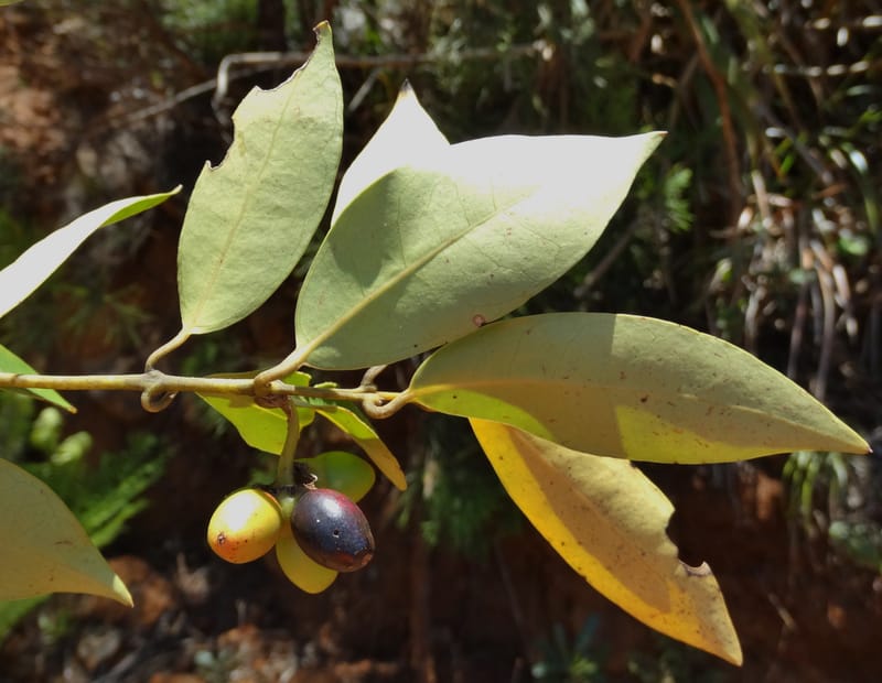 Hedycarya, Lowry, P 7426--New Caledonia. PinPin. 20 Nov 2015. DSC03938 (317).JPG