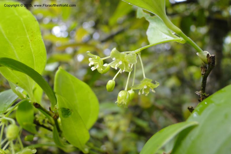 Heterosmilax, Regalado 1777--Viet Nam. Ban Khoang Commune. 4 May 2011. 136 (2).jpg