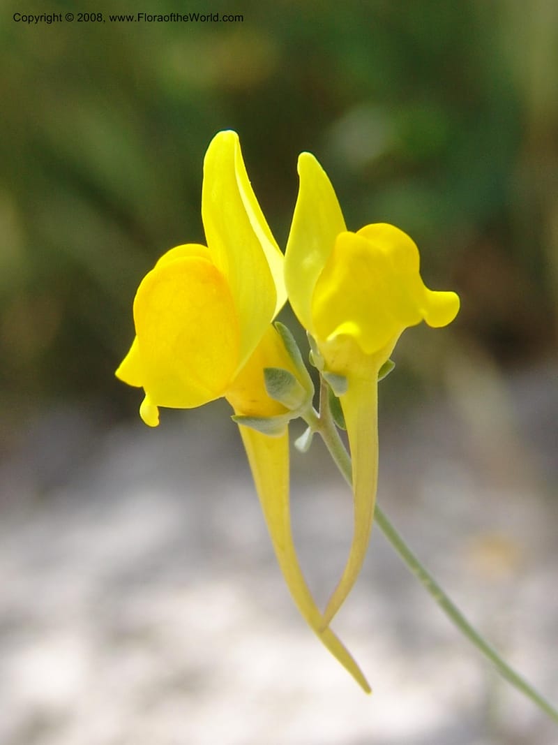 Linaria supina--Spain. Prov. Almeria. Los Yesos. 22 Apr 05. 032.jpg