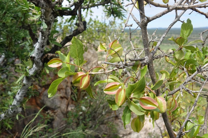 Combretum apiculatum, L. Nanyeni 1249--Namibia. Pepperkorrel Farm off D1472. 27 Mar 2018. DSC03632 (101).JPG