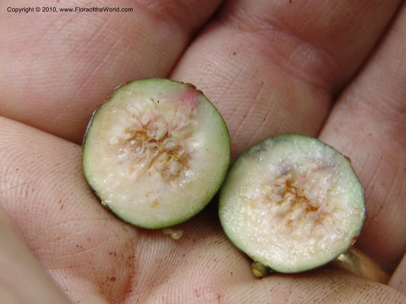 Ficus, Croat 95844--Ecuador. Maquipucuna Biol. Res. Send. del Rio. 13 Mar 06. 375 (11).jpg