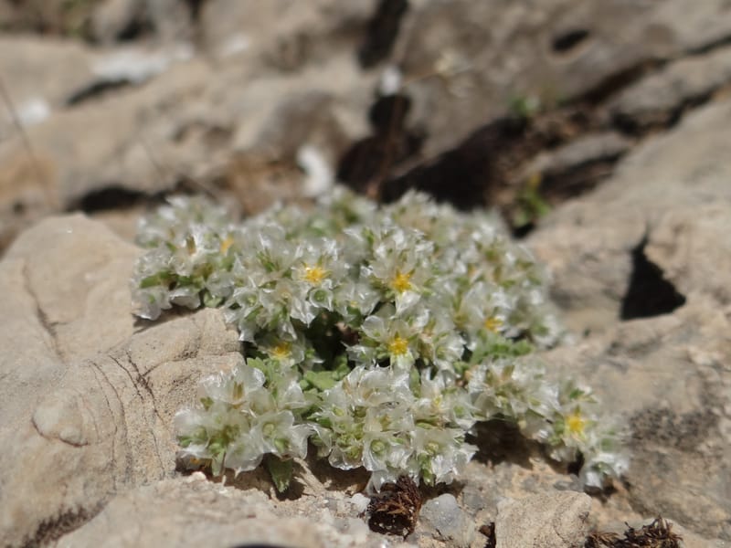 Paronychia kurdica--Iraq. Kurdistan. Shakh-i-Pira Magrun. 24 May 2013. DSC05074 (139).JPG