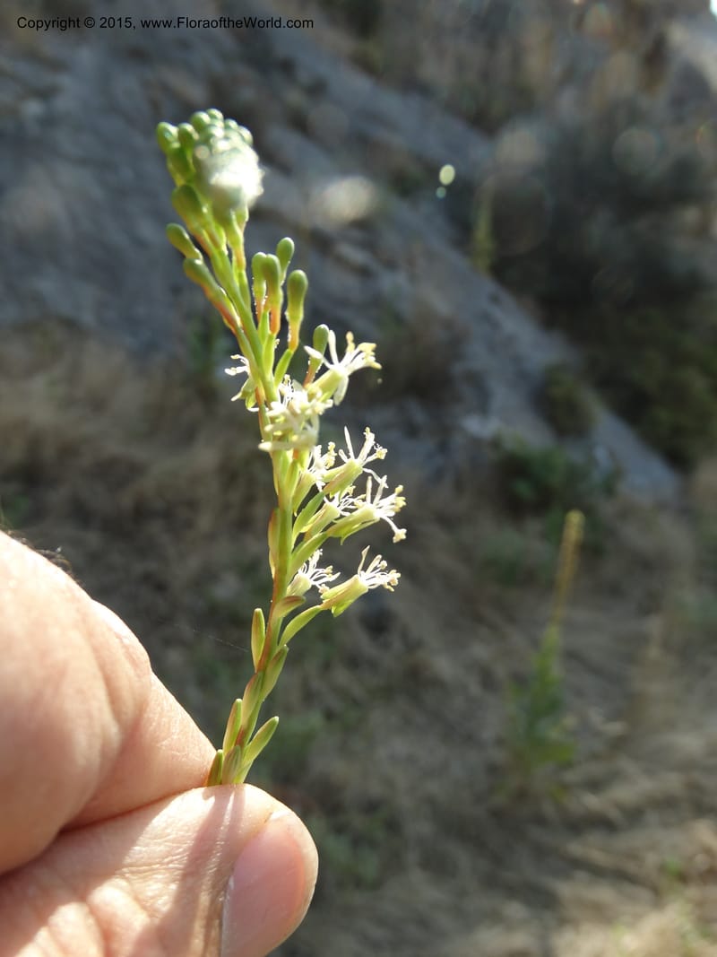 Gaura parviflora, Davidson, C 12604--ID. Idaho Co. North of Riggins. 16 Jul 2014. DSC00589 (1).JPG