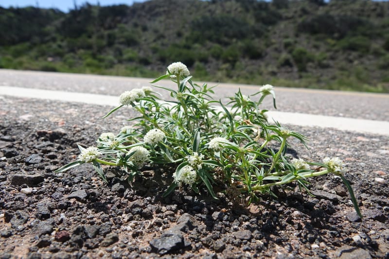 Mitracarpus megapotamicus, Fortunato 13148--Argentina. Hwy 150, S of Ischigualasto. 7 Feb 2018. DSC09263 (98).JPG