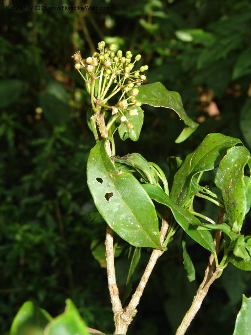 Dendropanax arboreus, N.Martinez521--MX. Chiapas. Res. Biosf. El Triunfo. Trail NW along stream. 9 Nov 04. 087.jpg