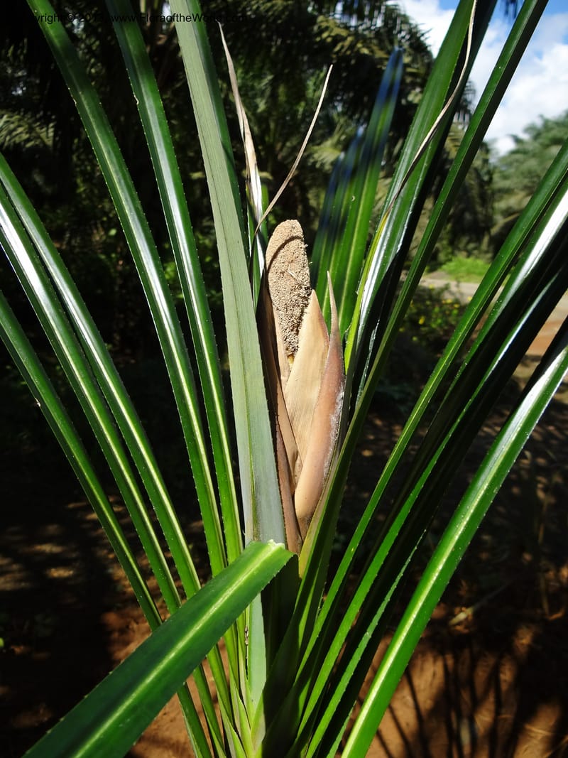 Pandanus discostigma, Callmander 1034--Malaysia. Sabah. Tahan Niaga Plantation. 8 Apr 2012. DSC07609 (57).JPG