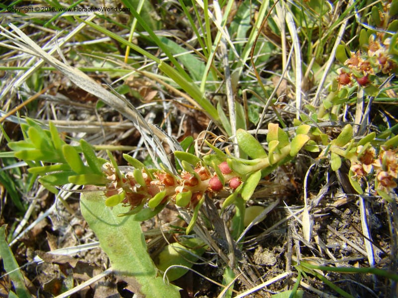 Glaux maritima, D. Mansfield 08-494--OR. Malheur Co. 10 km W of Rome on Hwy 95. 16 Jul 08. 033.jpg