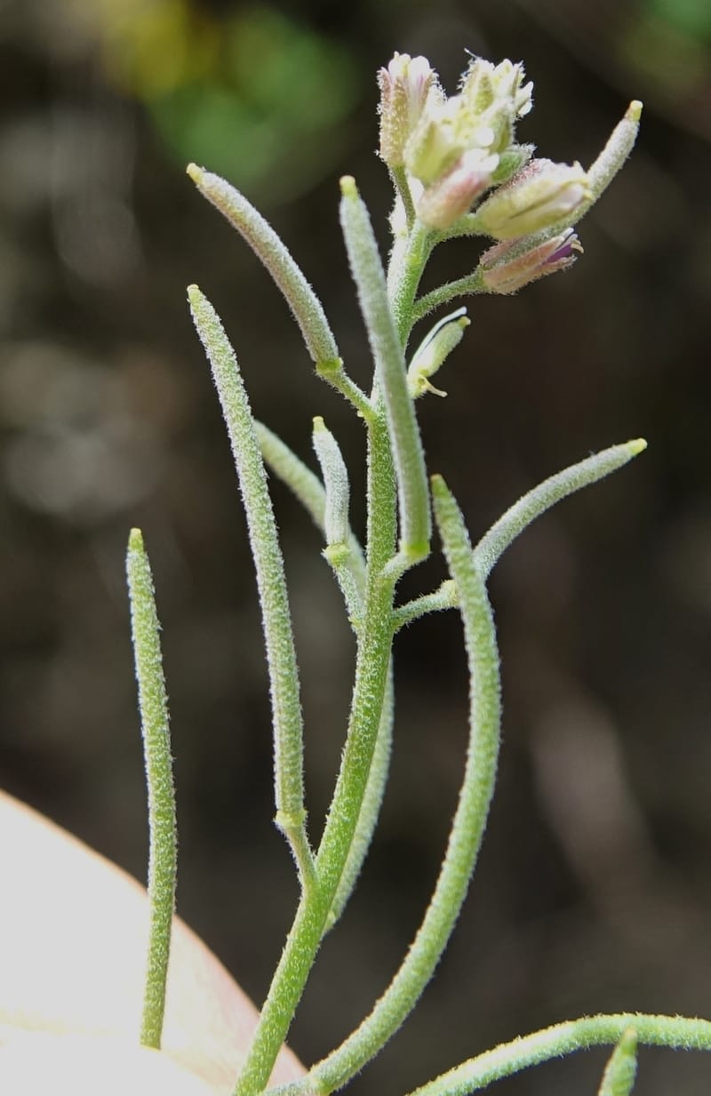 Arabis pycnocarpa var. pycnocarpa, D. Boufford 44001--China. Sichuan. Yibailingba-gou. 12 Aug 2017. DSC04660 (139).JPG