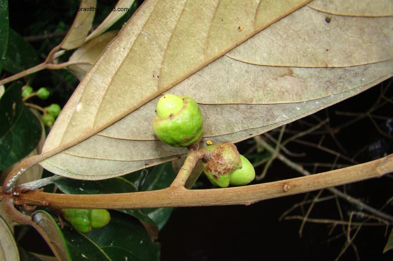 Nectandra, Vasquez 34819--Peru. Loreto. Dist. Nauta. Qbda Nawapa, Rio Tigre. 11 Nov 08. 357 (12).jpg